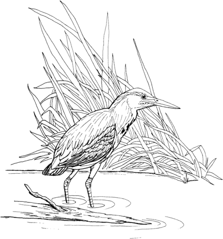 Green Heron Coloring Page